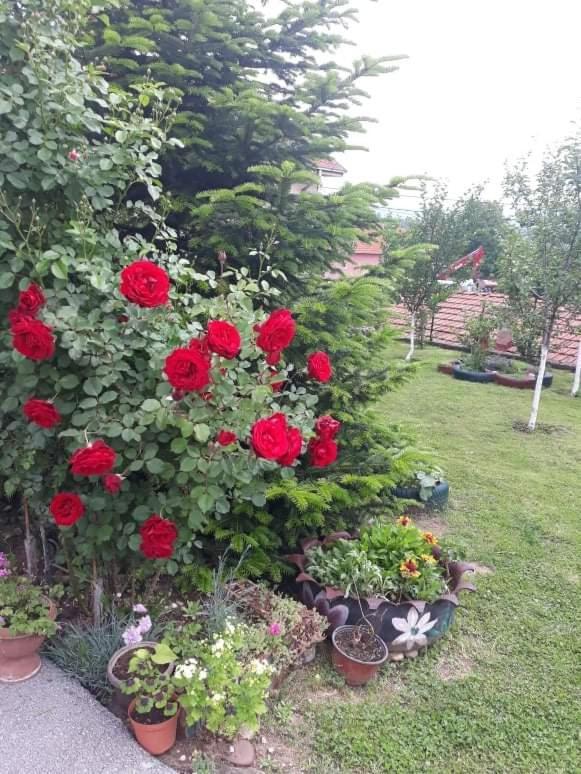 Apartman Drina Berilovac Dış mekan fotoğraf